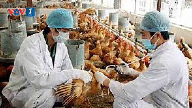 THỜI SỰ 18H CHIỀU 10/3/2020: Thủ tướng Chính phủ ban hành Chỉ thị về tập trung triển khai quyết liệt, đồng bộ các giải pháp phòng, chống dịch bệnh gia súc, gia cầm.