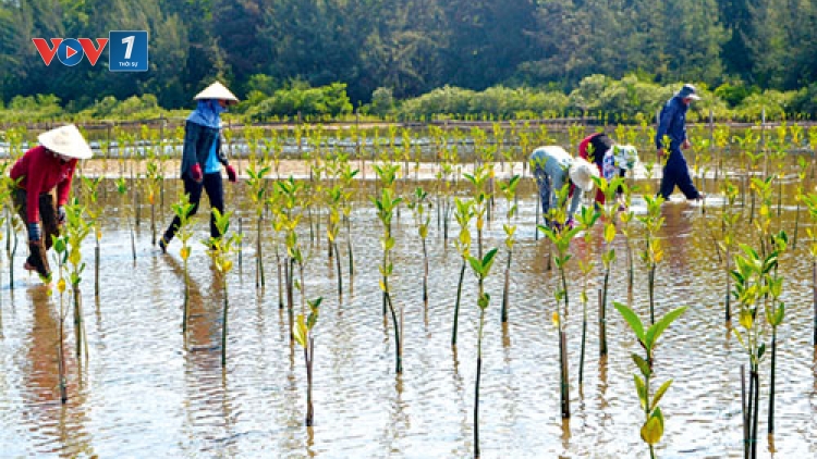 Hỗ trợ nông dân chủ động ứng phó với biến đổi khí hậu (8/3/2020)