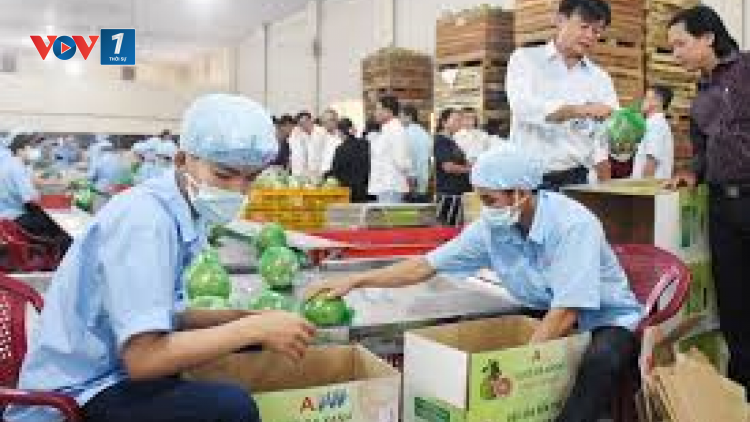 Truy suất nguồn gốc - chìa khoá thúc đẩy tiêu thụ nông sản (26/3/2020)