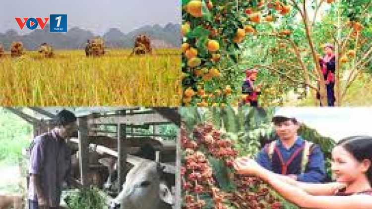 Nâng cao giá trị trong sản xuất nông nghiệp, đảm bảo xuất khẩu và an ninh lương thực (25/3/2020)