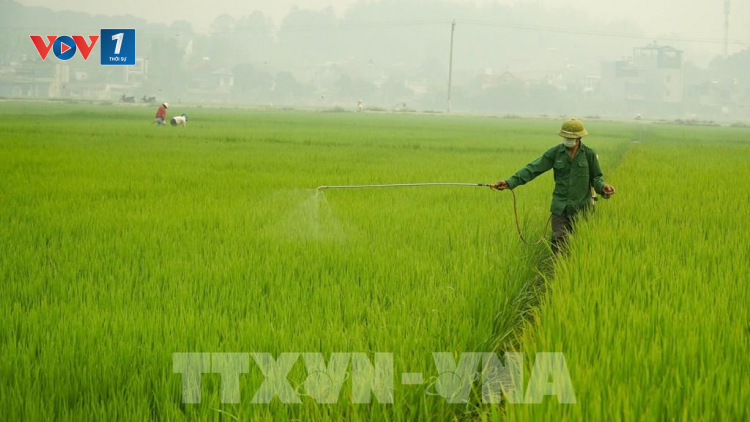 Vụ Xuân 2020: nguy cơ tăng mạnh sâu bệnh hại lúa (16/4/2020)