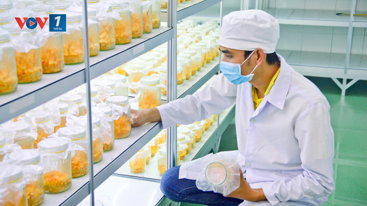 Kỹ thuật nuôi cấy và chăm sóc nấm dược liệu từ nhộng tằm (7/4/2020)