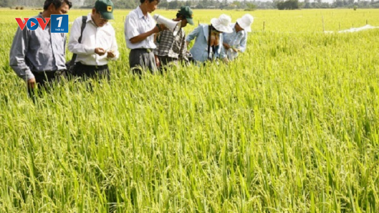 Đồng bằng sông Cửu Long đảm bảo hiệu quả sản xuất vụ hè thu (15/4/2020)