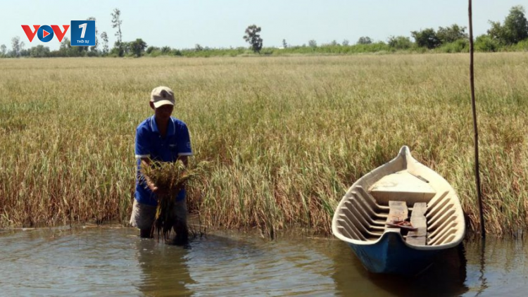 Giải pháp nào giúp ĐBSCL ứng phó với hạn mặn xâm nhập? (4/4/2020)