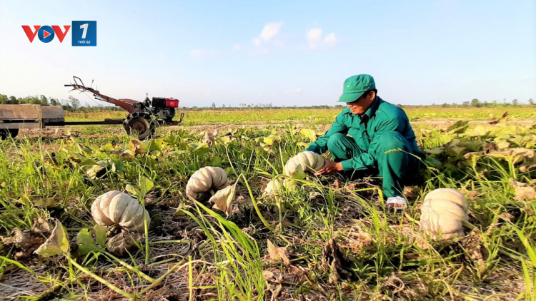 ĐBSCL: Phát triển nông nghiệp bền vững thích ứng với hạn mặn (5/4/2020)