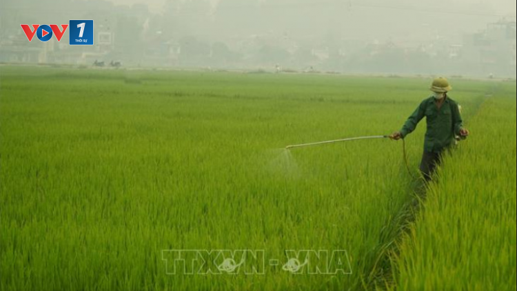 Tăng cường phòng chống sâu hại trong Vụ Đông Xuân 2020 (8/4/2020)