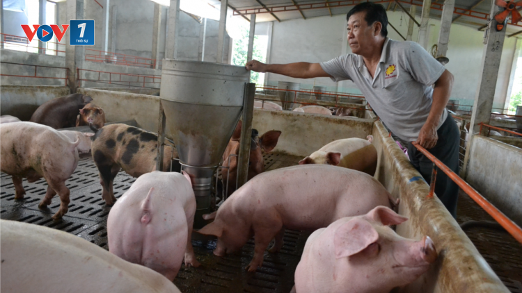 Tư vấn cách chăm sóc tốt đàn lợn trong mùa nắng nóng (19/5/2020)