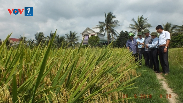 Lúa thuần chuyển gen kháng bệnh cho năng suất vượt trội (30/6/2020)