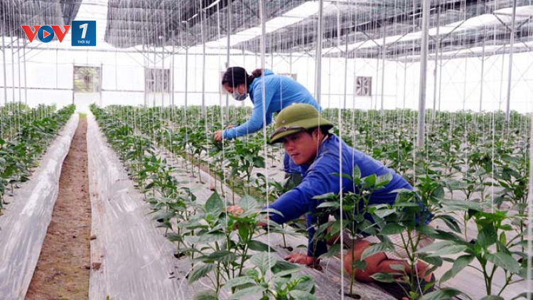 Vĩnh Phúc xây dựng nông thôn mới gắn với sản xuất sạch (27/06/2020)
