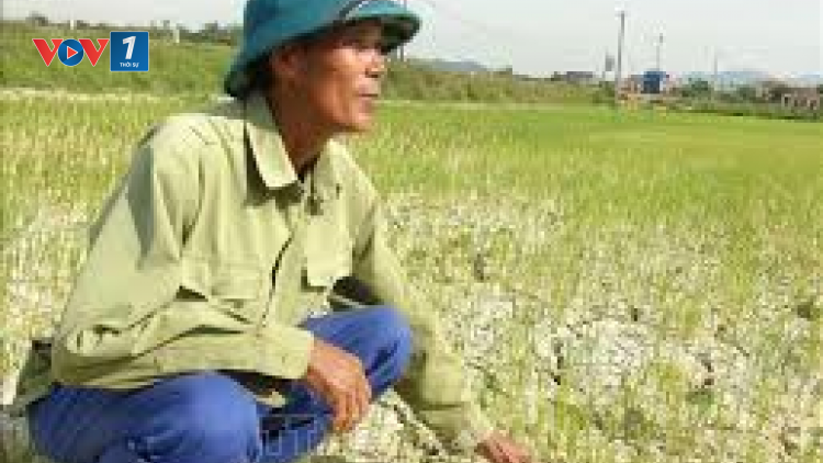 Nắng nóng ảnh hưởng đến hàng ngàn ha lúa tái sinh ở Quảng Bình (29/6/2020)