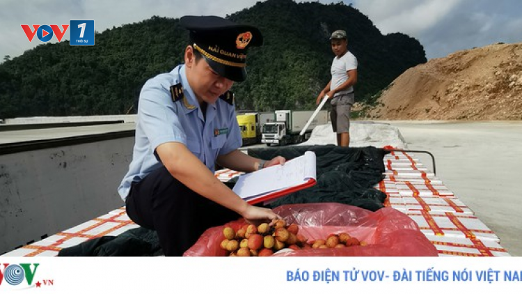 Lạng Sơn: Xuất khẩu quả vải tươi qua cửa khẩu giảm mạnh (4/6/2020)