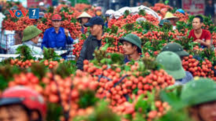 Vụ vải thiều 2020 ở Bắc Giang: Thành công hơn mong đợi (9/7/2020)
