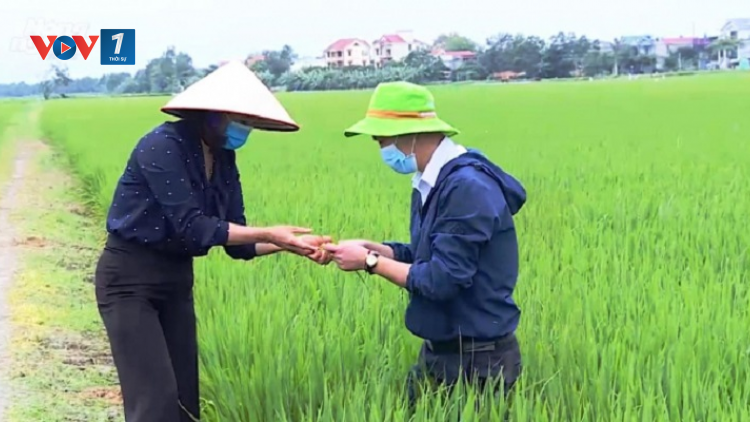 Cách bảo vệ lúa mùa trong điều kiện thời tiết khó khăn (21/7/2020)