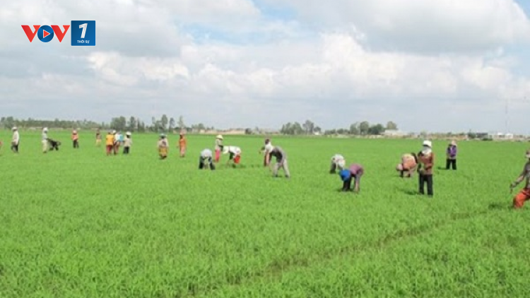 Tích tụ, tập trung đất đai – Phát huy nguồn lực từ đất (22/7/2020)