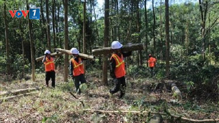Thoát nghèo nhờ mô hình kinh tế trồng rừng (22/7/2020)