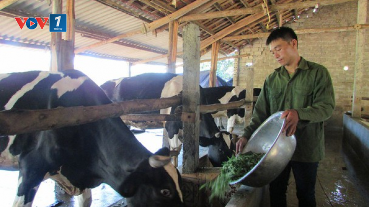 Chăm sóc gia súc, gia cầm trong mùa mưa bão (6/8/2020)