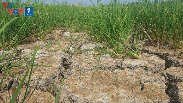 THỜI SỰ 18H CHIỀU 23/9/2020: Thủ tướng chỉ đạo 13 tỉnh đồng bằng sông Cửu Long khắc phục hạn hán, mặn xâm nhập, không để hộ dân nào thiếu nước sinh hoạt