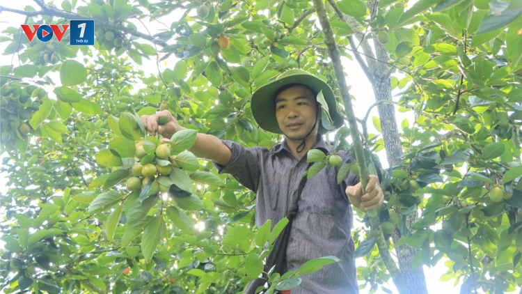 Hồng không hạt Bắc Kạn: Từ món quà quê thành thương hiệu (24/9/2020)