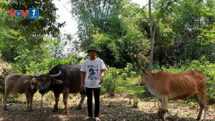 Thành công từ mô hình xóa đói giảm nghèo , những ghi nhận thực tế tại huyện Thường Xuân, Thanh Hóa (3/9/2020)