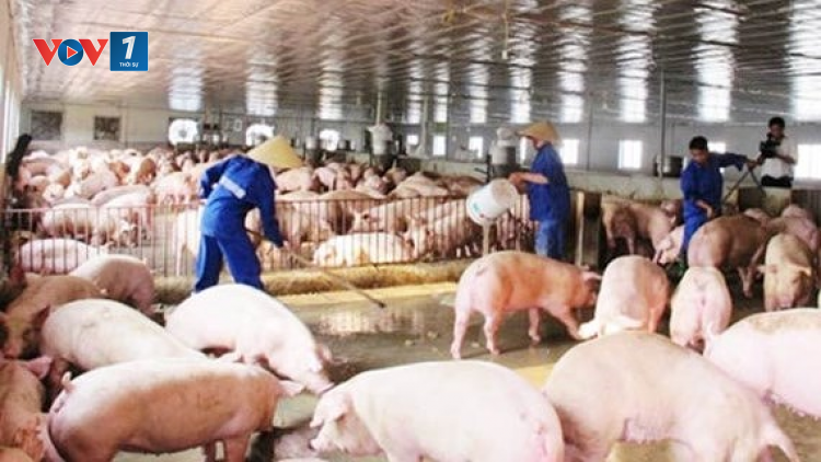 Xây dựng chiến lược chăn nuôi tạo bước đột phá đón trước những cơ hội trong quá trình hội nhập (24/09/2020)