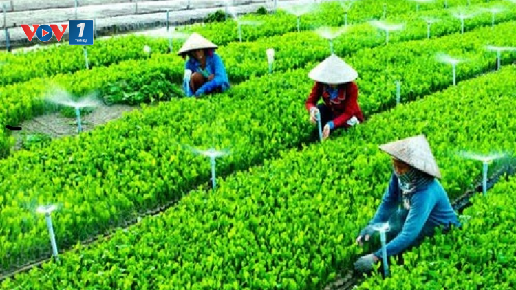 Giải pháp bình ổn giá thịt lợn những tháng cuối năm (05+06/09/2020)