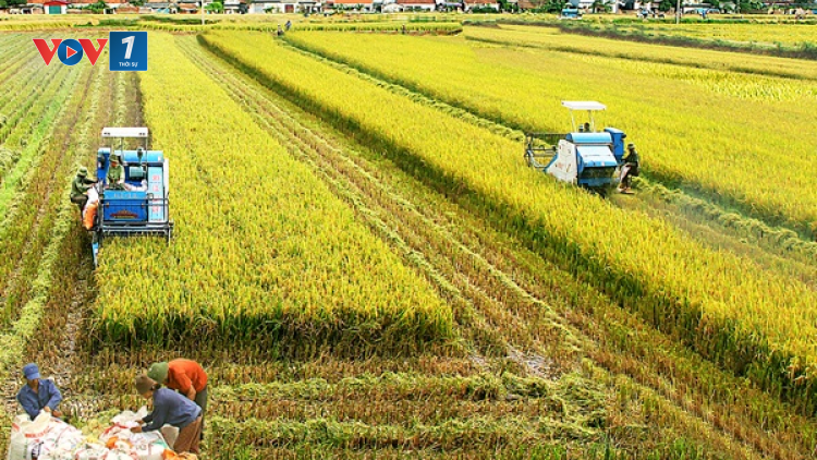 Vụ mùa 2020: Vĩnh Phúc bội thu với giống lúa thuần chất lượng cao (12/09/2020)