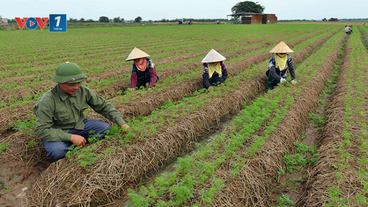 Phỏng vấn thứ trưởng Bộ Nông nghiệp Phát triển Nông thôn Nguyễn Hoàng Hiệp về công tác chỉ đạo hướng đến vụ đông xuân 2021 thắng lợi ( 29/01/2021)