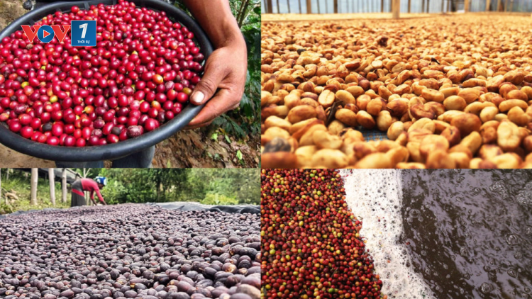 Phát triển Robusta đặc sản- sự tự tôn của cà phê Việt  (7/1/2021)
