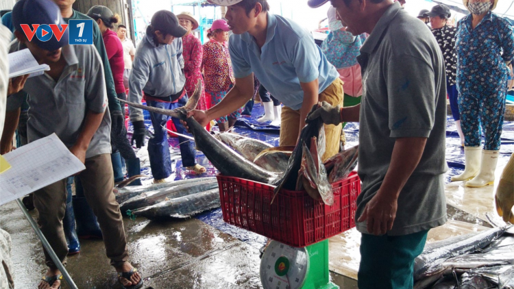 Khánh Hòa: Chợ đầu mối, cảng cá nhộn nhịp đầu năm mới (1/1/2020)