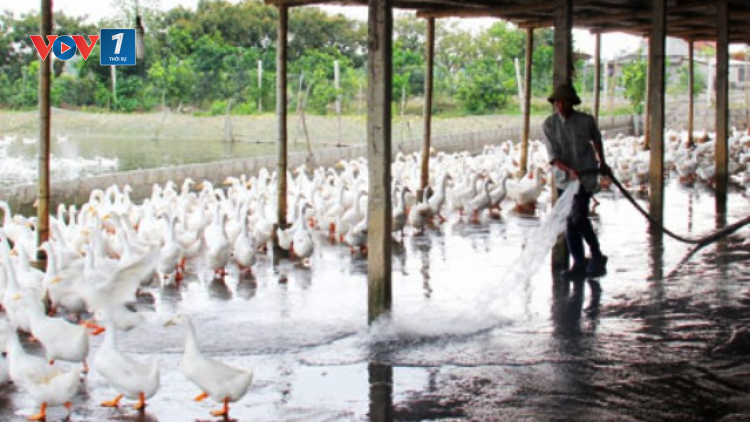 Hưng Yên đẩy mạnh vận động phát triển kinh tế để thoát nghèo (02/11/2020)