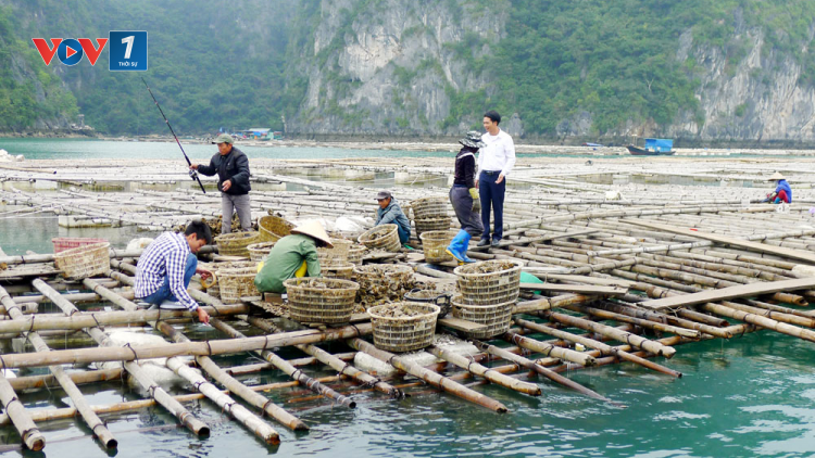 Nhân rộng mô hình điểm phát triển sản xuất tại Quảng Ninh (15/10/2020)