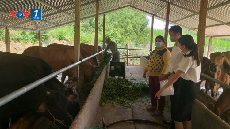 Khánh Hòa: Sinh kế cho người dân sau dịch bệnh Covid-19 (20/10/2021)