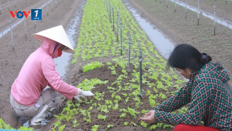 Biện pháp khôi phục sản xuất vụ đông sau mưa bão (21/10/2021)