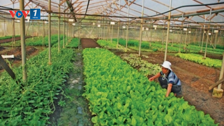 Hà Nội đẩy mạnh liên kết trong sản xuất nông nghiệp (10/10/2021)