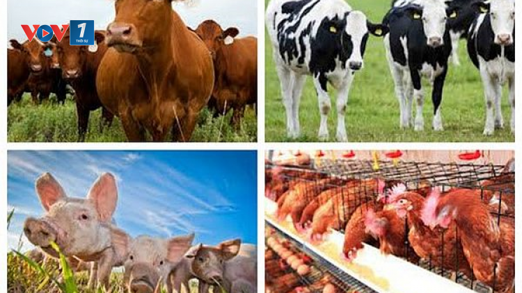 THỜI SỰ 21H30 ĐÊM 23/10/2021: Bộ Nông nghiệp và PTNT kiến nghị có thêm chính sách hỗ trợ các mô hình liên kết trong chăn nuôi.