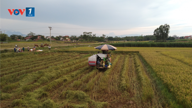 Khẩn trương thu hoạch lúa vụ mùa tại các tỉnh phía Bắc (6/10/2021)