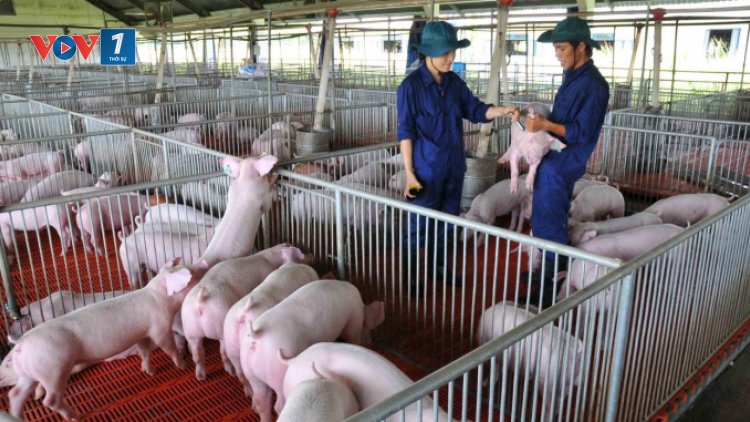 Đẩy mạnh chăn nuôi an toàn sinh học – hạn chế dịch bệnh trên gia súc (12/10/2021)