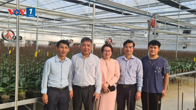 Chăm sóc hoa lan chuẩn bị cho thị trường hoa Tết (05/11/2021)