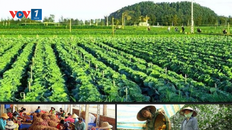 Những kết quả của Nghị quyết 26 về Phát triển nông nghiệp, nông dân, nông thôn (15/11/2021)
