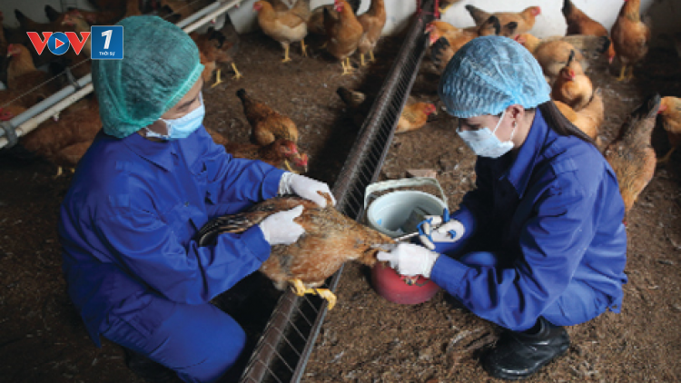 Giải pháp ứng phó với cúm gia cầm độc lực cao A/H5N8 (16/11/2021)