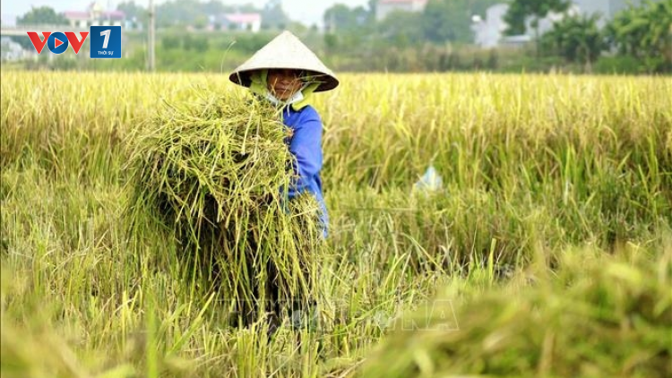 Giá vật tư phân bón tăng cao khiến người dân gặp khó vụ lúa Đông Xuân (17/11/2021)