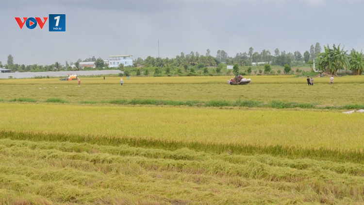 Nam Trung Bộ, Tây Nguyên vượt thách thức hướng tới vụ đông xuân 2021 - 2022 thắng lợi (09/11/2021)