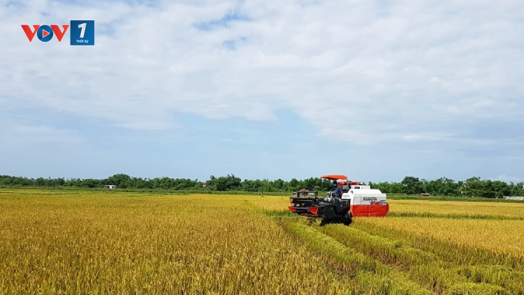 Được mùa lớn năm 2021, Quảng Bình hướng tới năm mới với giá trị cao hơn (04/01/2022)