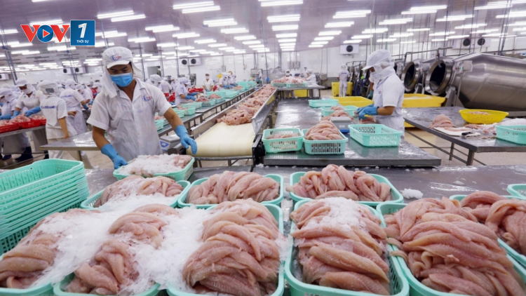 Ngành hàng cá tra phục hồi tăng trưởng trong khó khăn (11 + 12/12/2021)