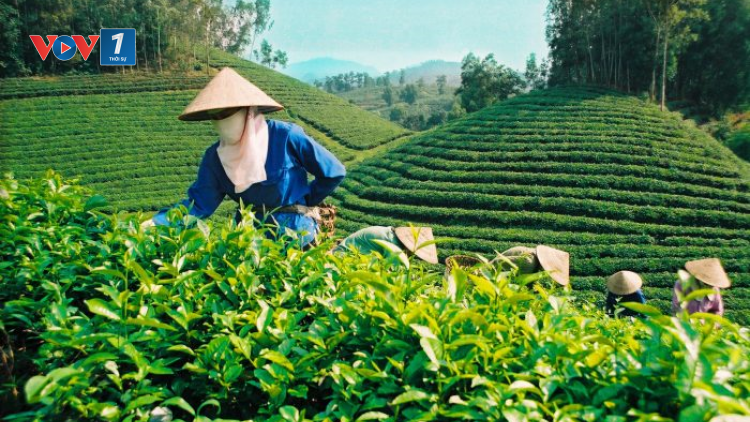 Thái Nguyên: Hợp tác xã trồng chè liên kết để cùng phát triển (30/12/2021)