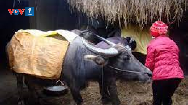 THỜI SỰ 12H TRƯA 30/12/2021: Các tỉnh miền núi phía Bắc chủ động phòng chống đói rét cho gia súc