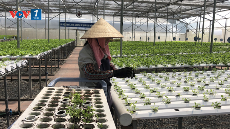 Nông dân là trung tâm chuyển đổi số trong nông nghiệp. (06/12/2021)