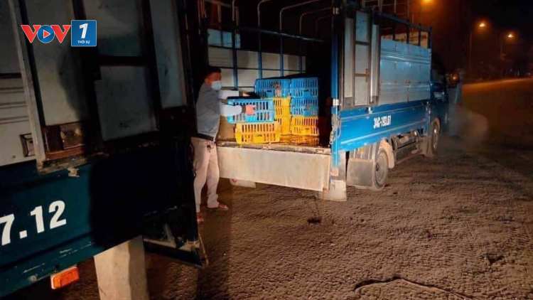 Hải Dương: Gỡ khó tiêu thụ nông sản, gia cầm giữa tâm dịch (2/2/2021)