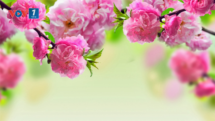 Thương hiệu Việt trong sắc xuân mới (11/02/2021- 30 Tết)