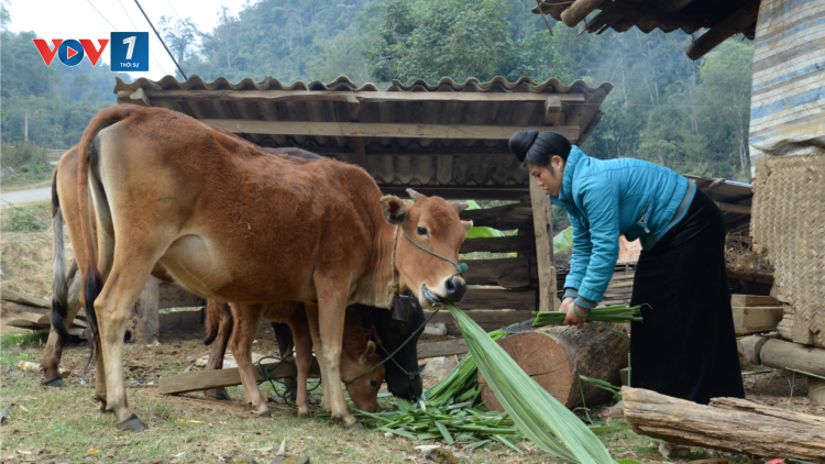 Tây Bắc hiện thực hóa khát vọng thoát nghèo (23/2/2021)